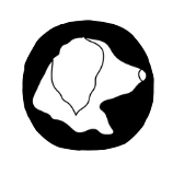 Studio Tails logo