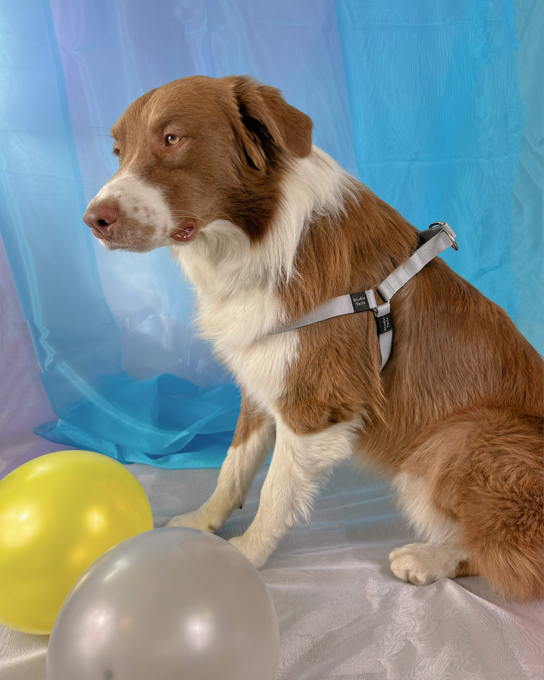 Cool Gray Harness