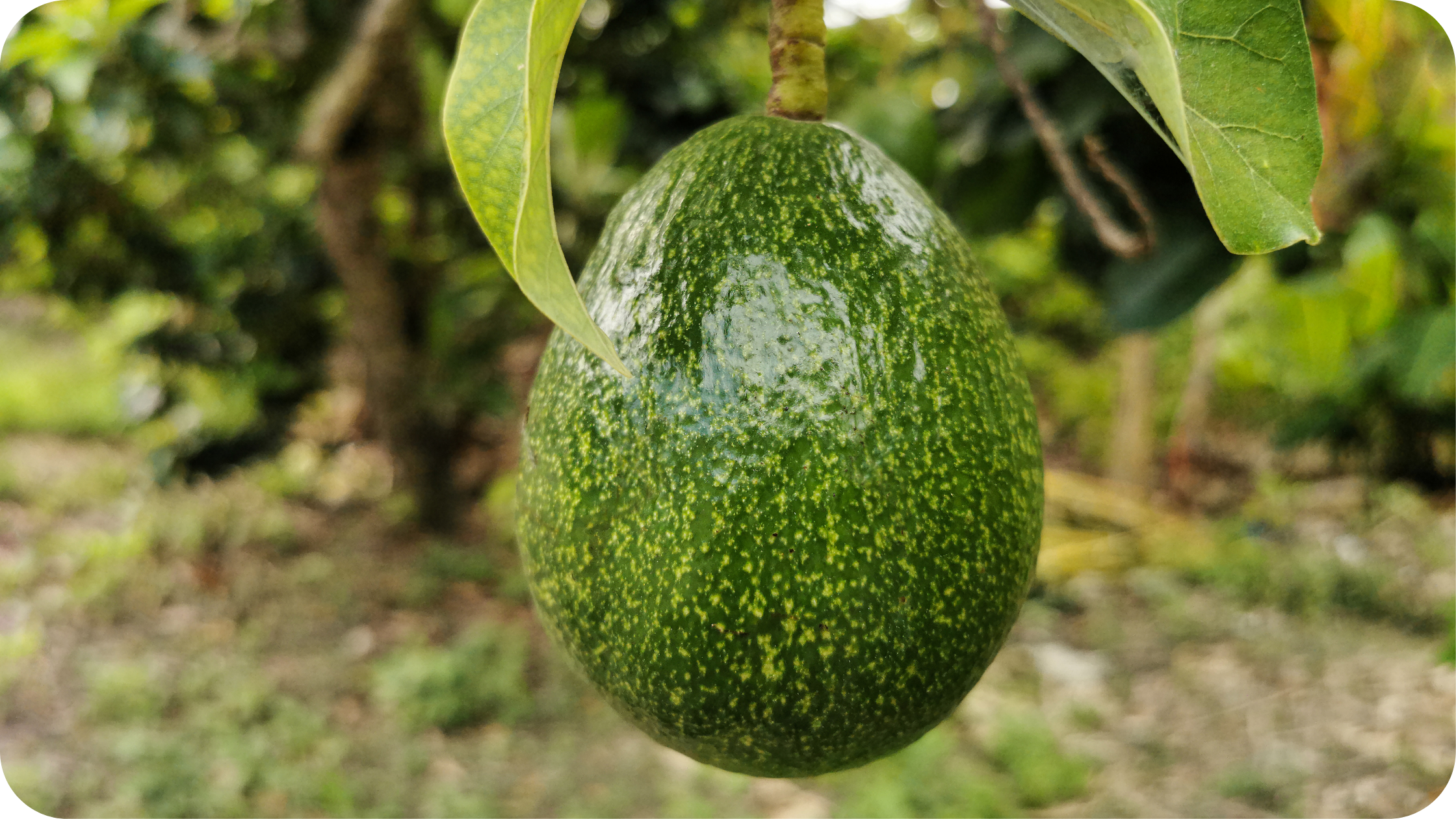 Your Daily Avocado Habit Is Posing A Major Threat To Environmental Sustainability
