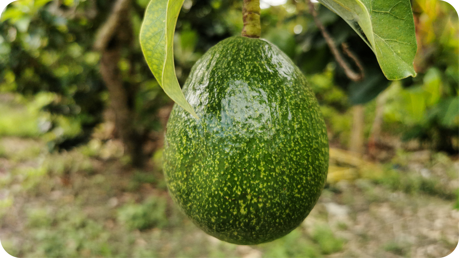 Your Daily Avocado Habit Is Posing A Major Threat To Environmental Sustainability