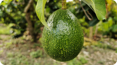 Your Daily Avocado Habit Is Posing A Major Threat To Environmental Sustainability