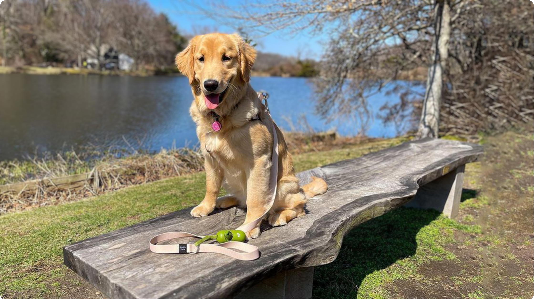 A Guide to Sustainable Dog Ownership