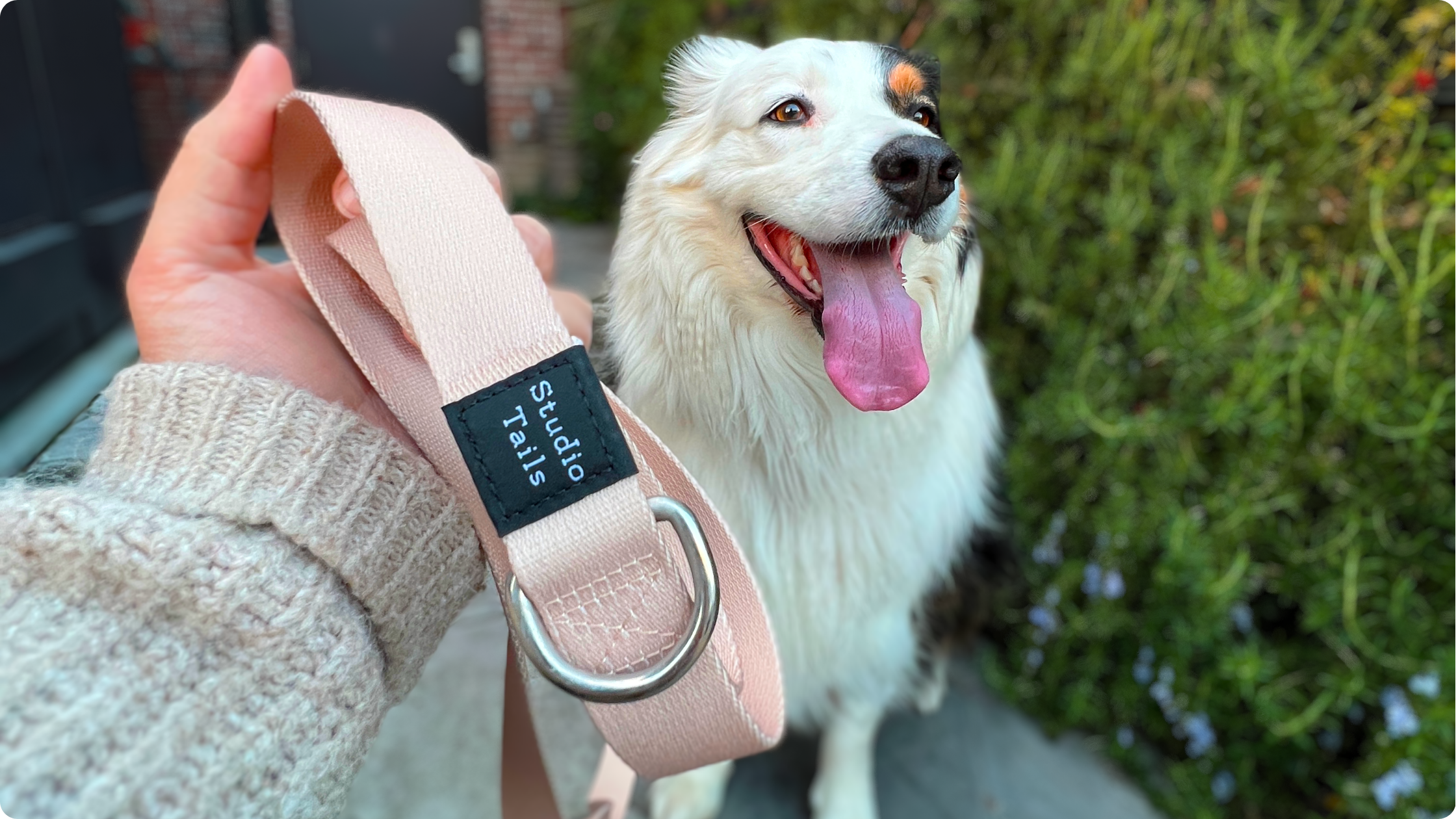 5 Reasons to Love Studio Tails' Eco-Friendly Dog Gear
