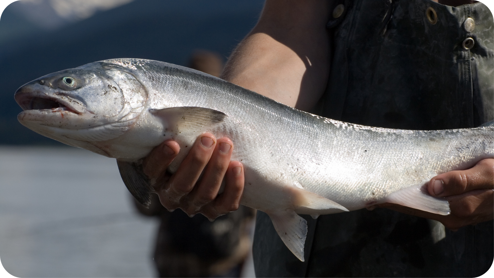 Eco-Friendly Plastic Created From Salmon Sperm DNA
