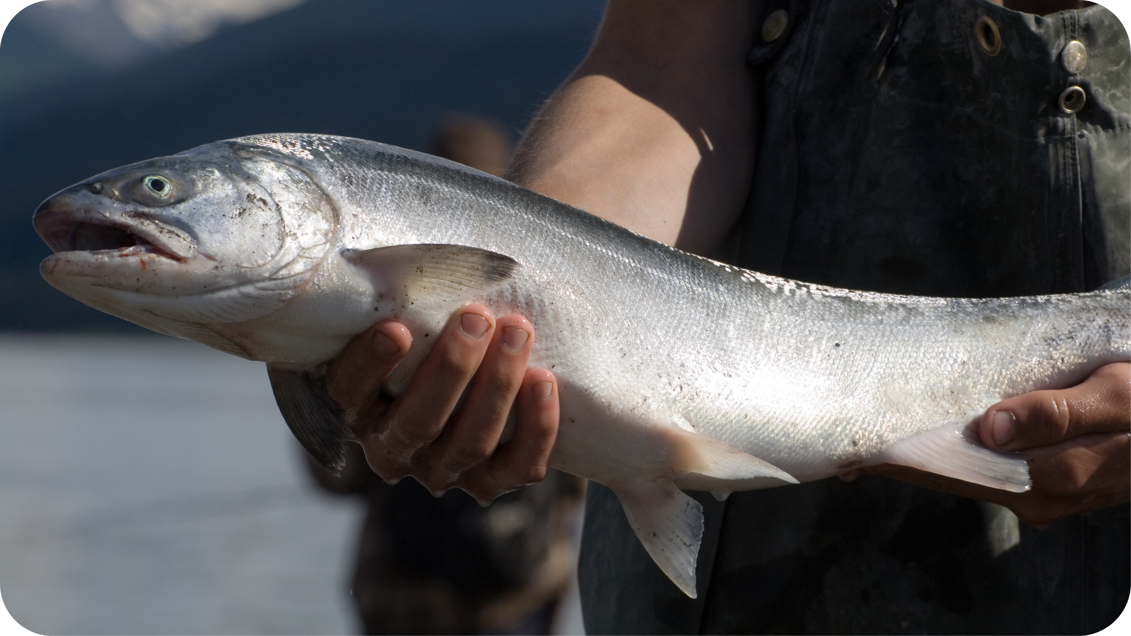 Eco-Friendly Plastic Created From Salmon Sperm DNA