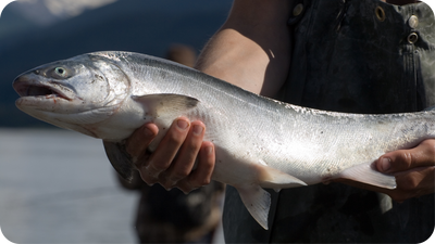 Eco-Friendly Plastic Created From Salmon Sperm DNA