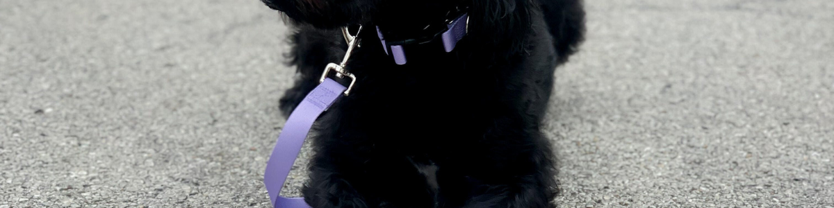 Collar Walk Sets