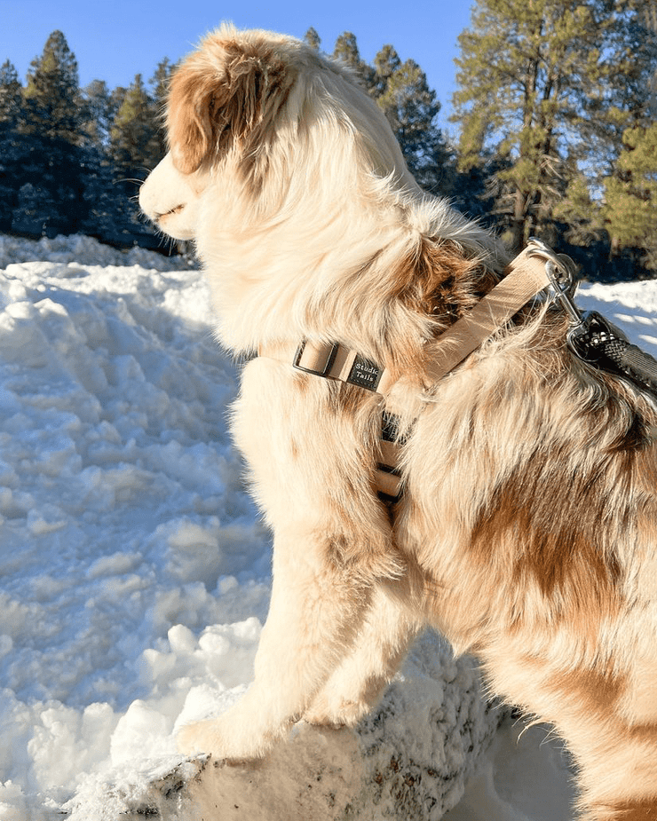 Beige Harness