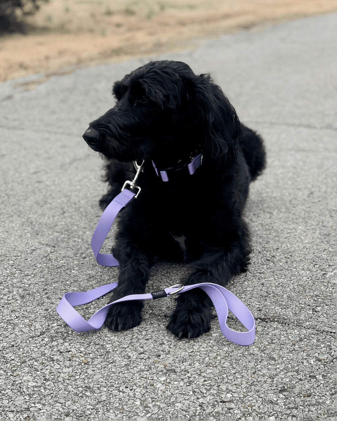 Lavender Collar Walk Set