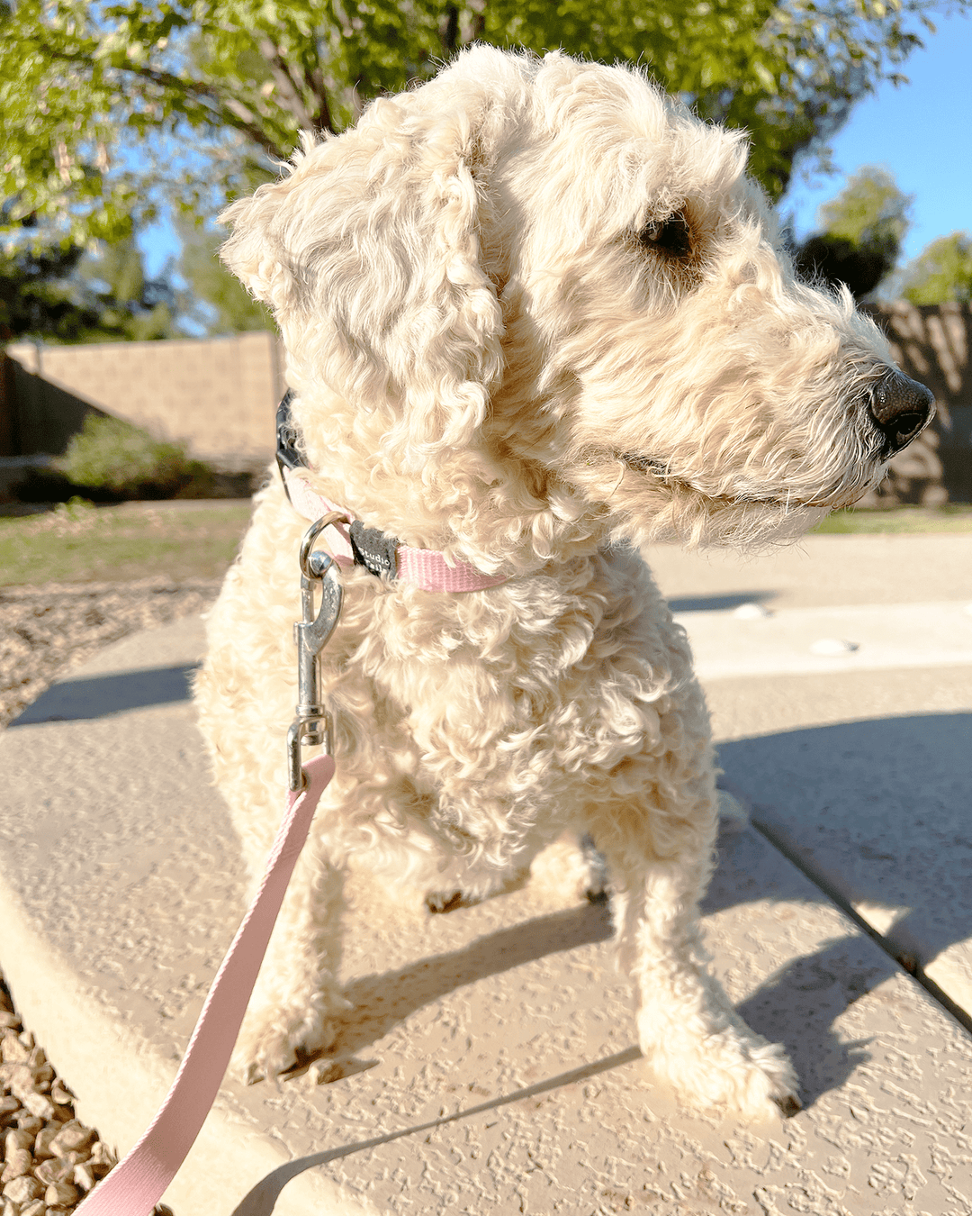 Sakura Pink Collar Walk Set