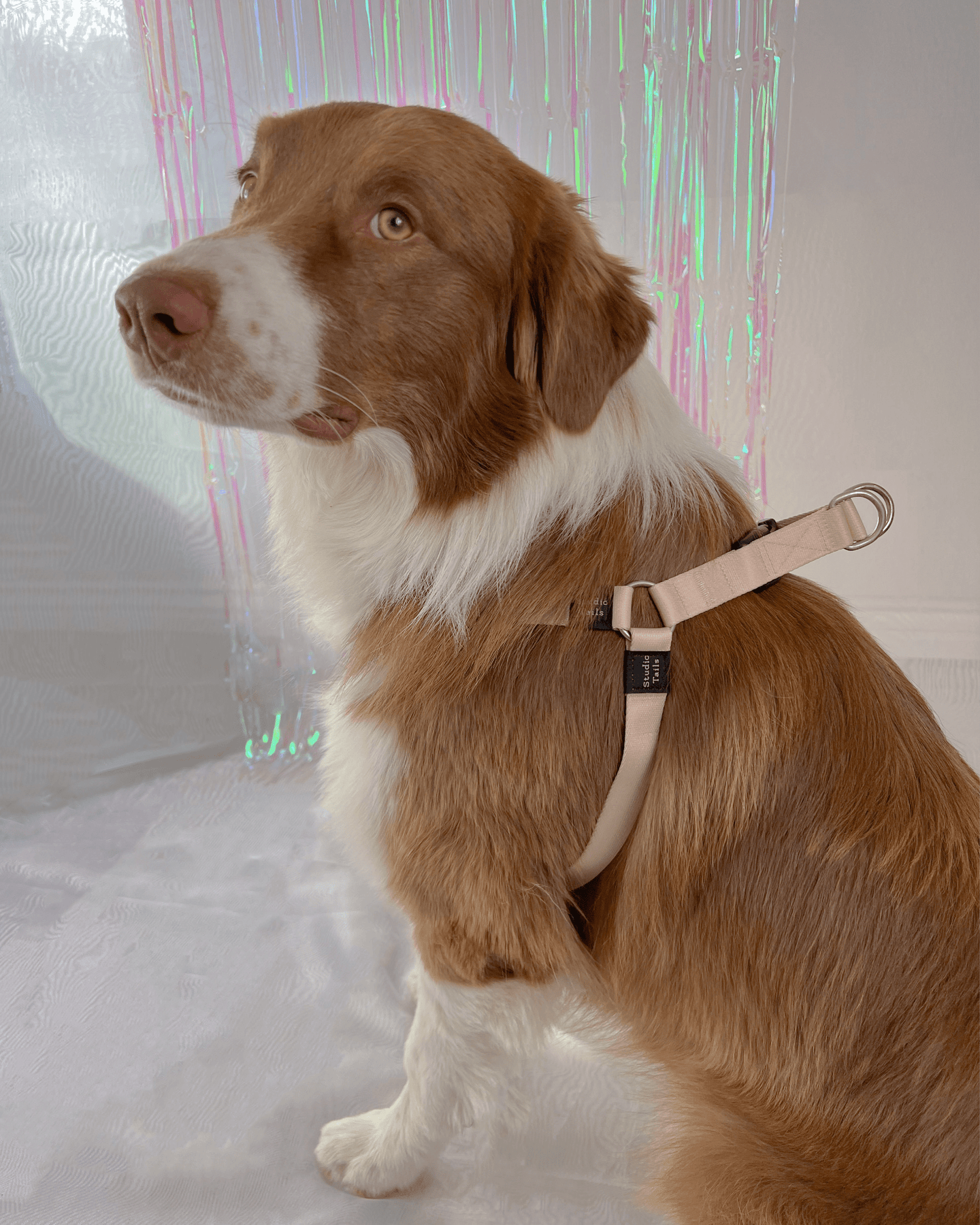 Beige Harness - Leather harness for your dog