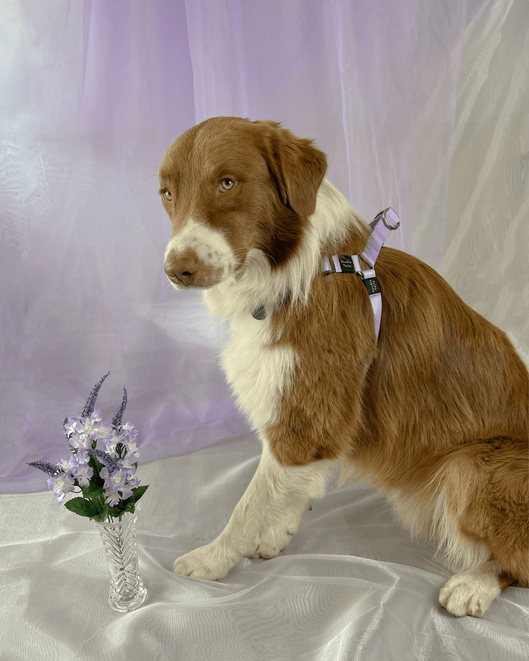 Lavender Harness